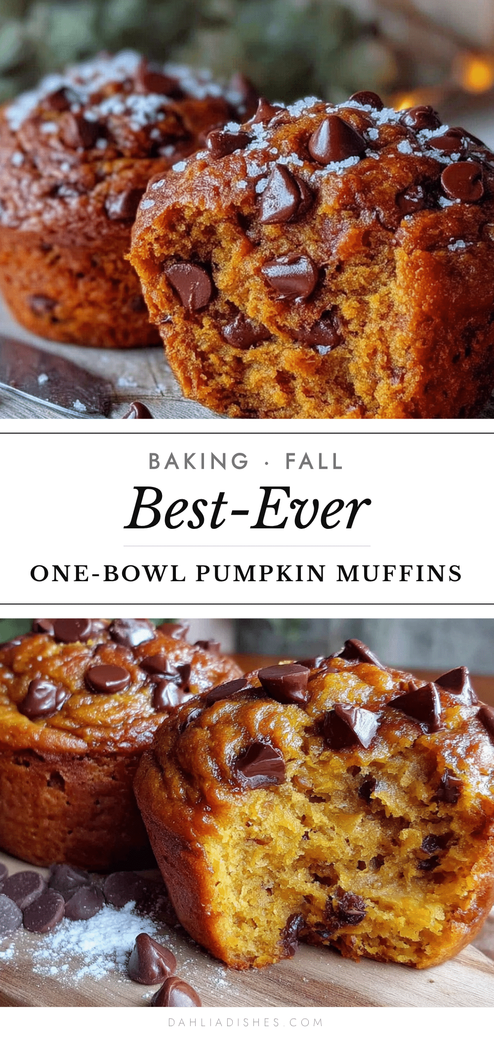 pumpkin chocolate chip muffins recipe